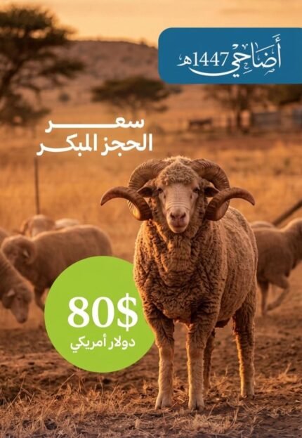 كبش أضحية... هدية العيد للمحتاجين